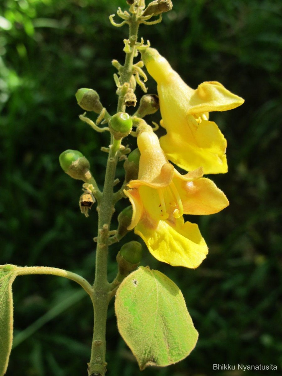 Gmelina arborea Roxb. ex Sm.